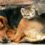 Δήμος Κορδελιού Ευόσμου: Ενημερωτική εκστρατεία για τις υποχρεώσεις των ιδιοκτητών ζώων συντροφιάς
