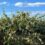 «Αυτοψία» του ΕΛΓΑ σε χωριά της Άρτας- Καταστροφές από παγετό σε Πολύδροσο και Γαβριά